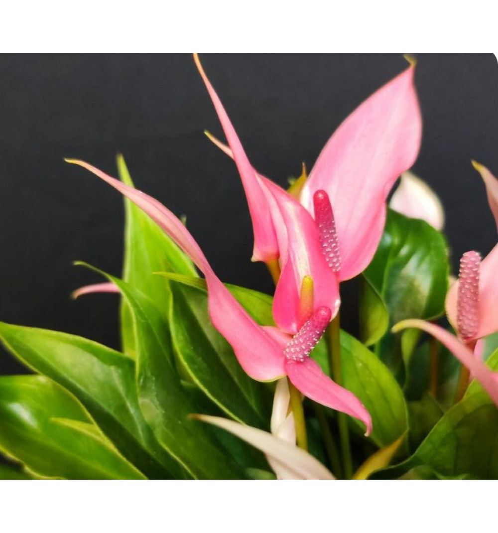 Антуриум Лилли